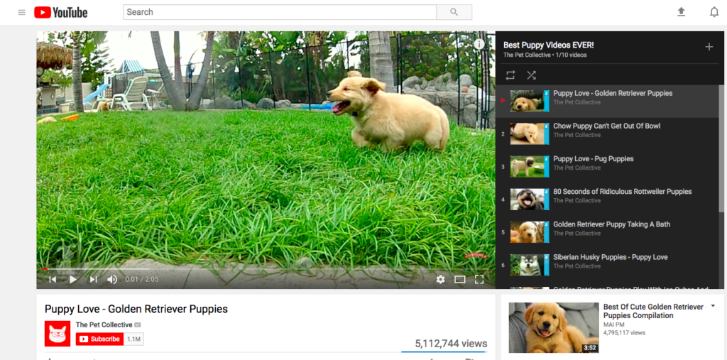 A golden retriever puppy playing in a grassy yard.
