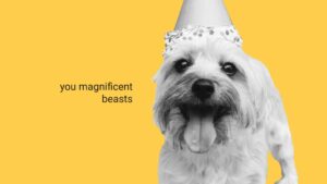 A small, fluffy dog wearing a party hat on a bright yellow background with the text "you magnificent beasts," created using Biteable video maker.