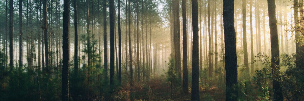 Morning sunlight filters through the mist in a dense pine forest, casting long shadows on the forest floor.