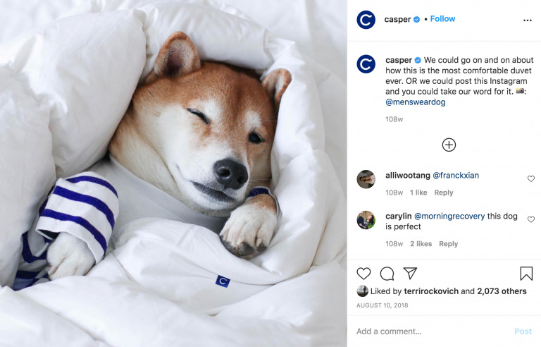 A shiba inu dog wrapped in a white duvet, peeking out with only its head visible, wearing a blue and white striped shirt created using Biteable video maker.