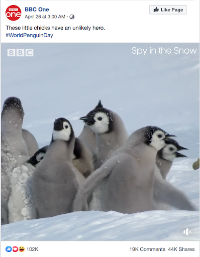 Group of penguins with distinctive white faces and black caps looking upwards in a snowy environment, perfect for your next Biteable video. #worldpenguinday.